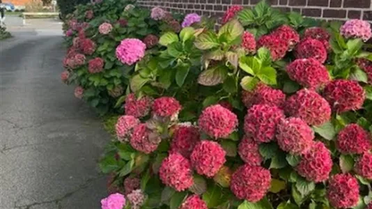 Apartments in Helsingborg - photo 5