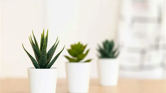 Rooms in Milano Zona 5 - Vigentino, Chiaravalle, Gratosoglio - photo 6