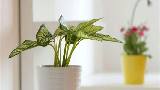 Rooms in Milano Zona 6 - Barona, Lorenteggio - photo 1