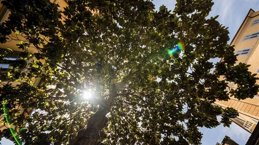 Rooms in Siena - photo 9
