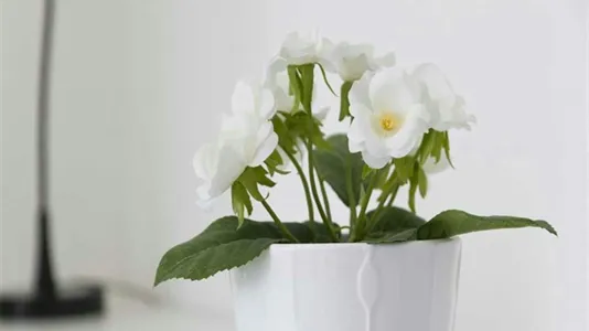 Rooms in Milano Zona 2 - Stazione Centrale, Gorla, Turro, Greco, Crescenzago - photo 10