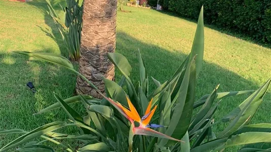 Houses in Palma de Mallorca - photo 7