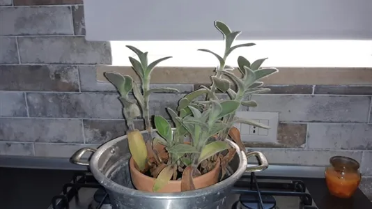 Houses in Bellegra - photo 5