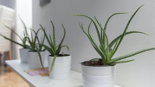 Apartments in Vienna Favoriten - photo 10