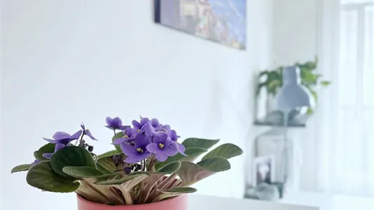 Rooms in Padua - photo 9