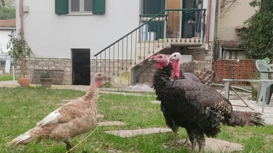 Rooms in Pisa - photo 8