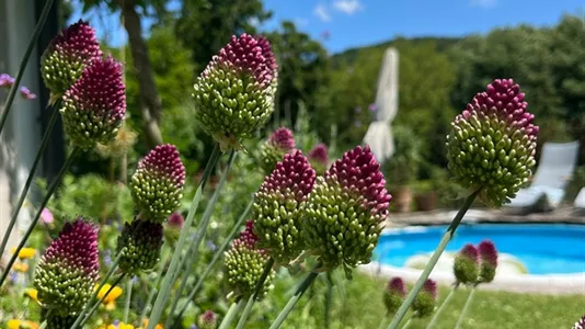 Houses in Alland - photo 6