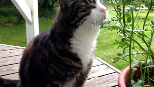 Apartments in Reykjavík Miðborg - photo 6