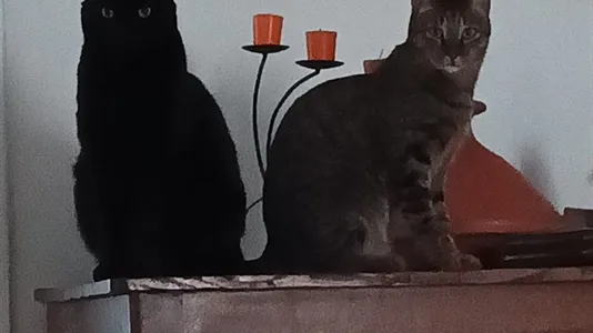 Rooms in Roma Municipio XII – Monte Verde - photo 10