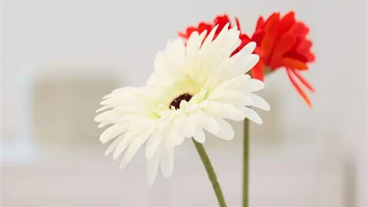 Rooms in Milano Zona 8 - Fiera, Gallaratese, Quarto Oggiaro - photo 10