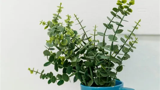 Rooms in Turin - photo 8