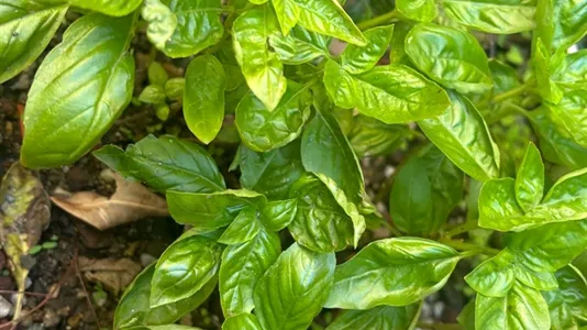 Rooms in Turin - photo 8