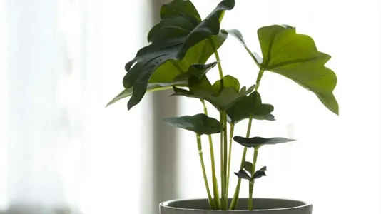 Rooms in Milano Zona 1 - Centro storico - photo 9