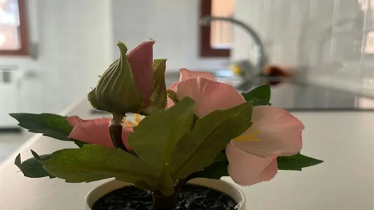 Rooms in Bologna - photo 9