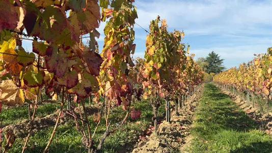 Houses in Libourne - photo 8