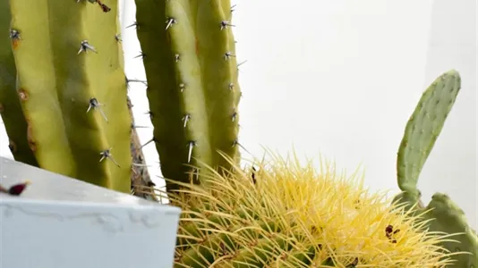 Apartments in Valencia Ciutat Vella - photo 7