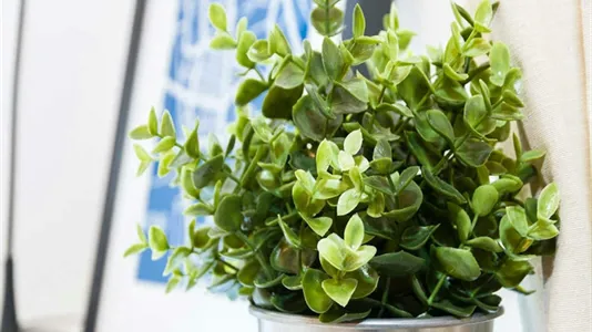 Rooms in Milano Zona 6 - Barona, Lorenteggio - photo 7