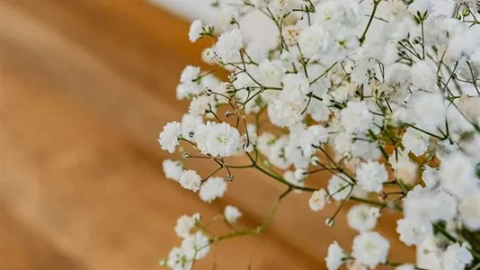 Apartments in Brussels Schaarbeek - photo 10