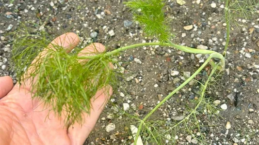 Rooms in Turin - photo 7