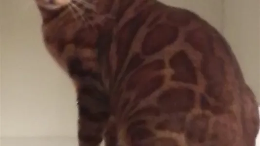 Rooms in Vienna Floridsdorf - photo 7