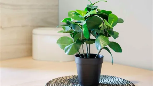 Rooms in Milano Zona 4 - Vittoria, Forlanini - photo 8