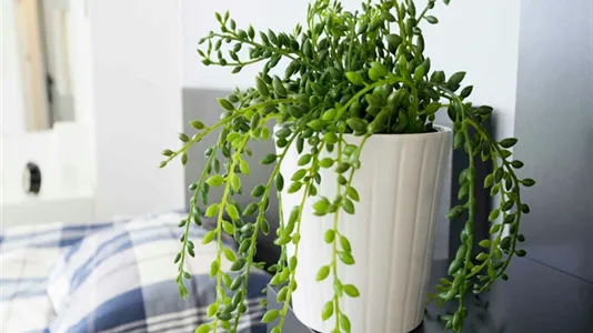 Rooms in Milano Zona 8 - Fiera, Gallaratese, Quarto Oggiaro - photo 8