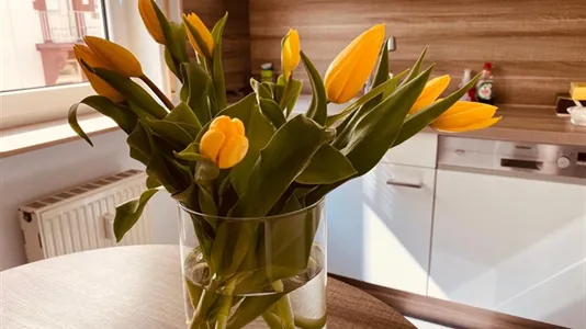 Apartments in Mannheim - photo 4