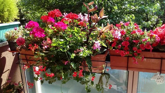 Rooms in Milano Zona 6 - Barona, Lorenteggio - photo 10