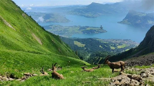 Apartments in Luzern-Land - photo 10