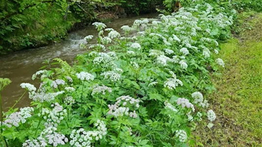 Houses in Deutsch-Griffen - photo 4