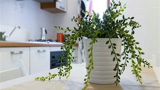 Rooms in Milano Zona 2 - Stazione Centrale, Gorla, Turro, Greco, Crescenzago - photo 9