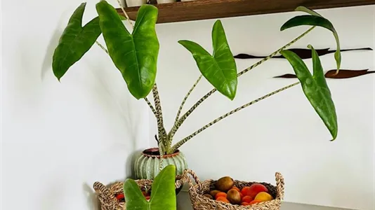 Apartments in Berlin Neukölln - photo 9