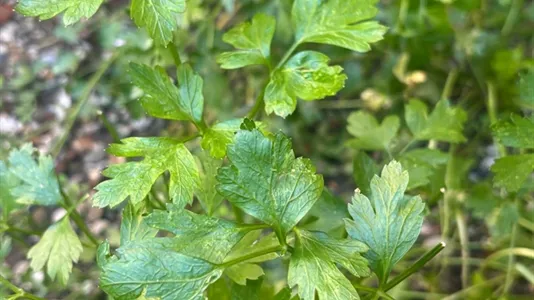 Rooms in Turin - photo 9