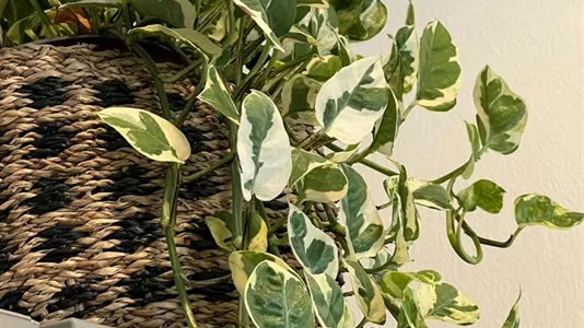 Apartments in Milano Zona 2 - Stazione Centrale, Gorla, Turro, Greco, Crescenzago - photo 9