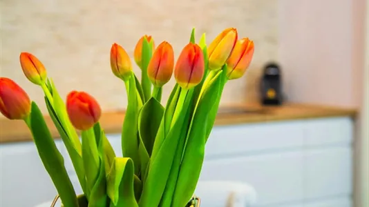 Apartments in Wien Neubau - photo 7